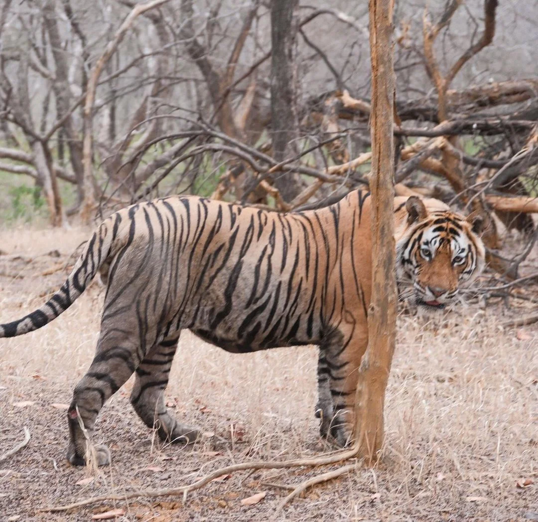 GT cricketer visit Ranthambore National Park in Rajasthan